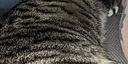 Nala is registered to the contest to win money with this photo: cat, tabby, fur, striped, white_paws, sleeping, cozy, closeup, texture, fabric, blue, leg, tattoo, resting, pet, animal, indoor, comfort, relaxation, home