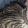 animal, blue, cat, closeup, comfort, cozy, fabric, fur, home, indoor, leg, pet, relaxation, resting, sleeping, striped, tabby, tattoo, texture, white_paws