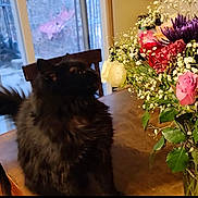Binxy joined the competition — help win amazing prizes! cat, black_cat, flower_bouquet, roses, baby's_breath, wooden_table, chair, indoor, window, plant, green_leaves, pet, furniture, curious, fluffy, domestic_animal, natural_light, colorful, still_life, home