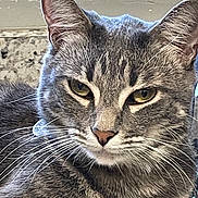 Mylee joined the competition — help win amazing prizes! alert, animal, cat, close_up, ears, face, feline, fur, golden_eyes, gray_tabby, indoor, macro_photography, muzzle, nose, pet, portrait, serious_expression, sitting, warm_lighting, whiskers