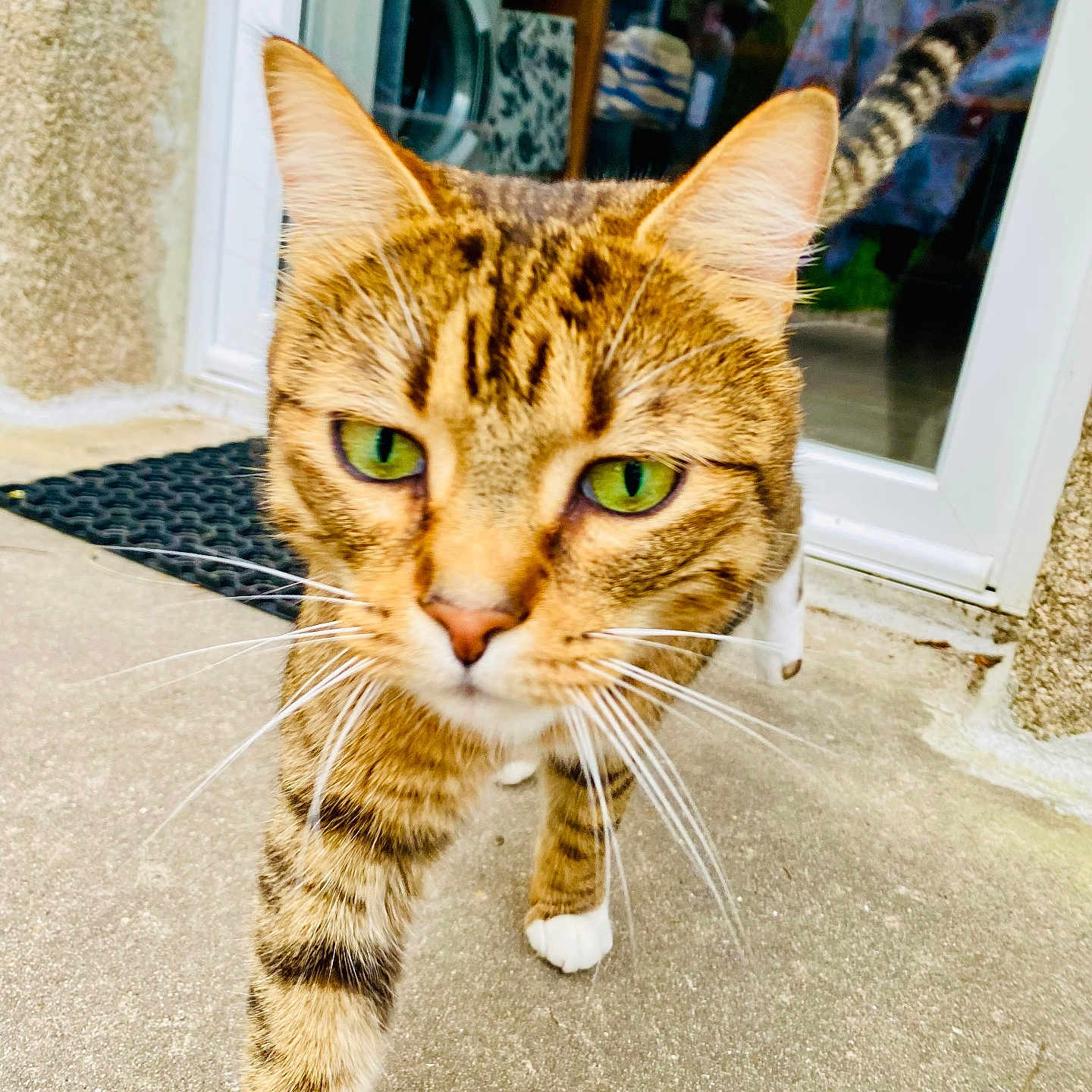 Django a rejoint le concours — aidez-le/la à gagner de superbes lots ! abyssinian, animal, appliance, architecture, building, cat, city, device, door, electricaldevice, kitten, manx, outdoors, pet, plant, pottedplant, road, street, urban, washer