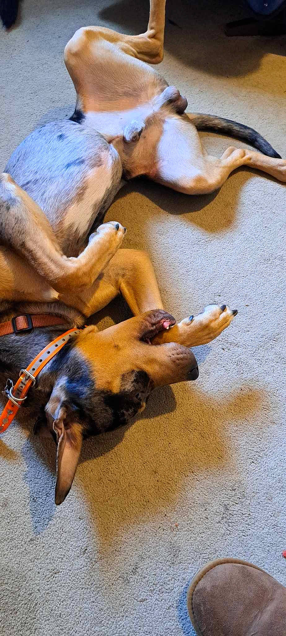 Blu is registered to the contest to win money with this photo: canidae, carnivore, comfort, companion_dog, dog, dog_breed, dog_supply, fawn, fur, linens, nap, paw, pet_supply, puppy, sand, tail, terrestrial_animal, wood, working_animal, working_dog