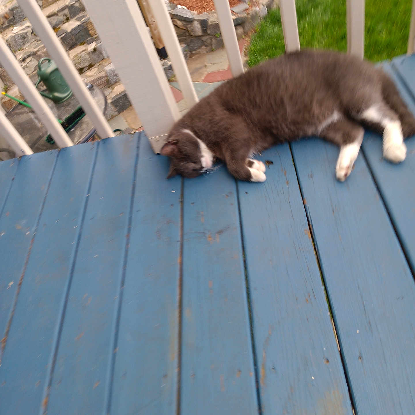 Nicki is registered to the contest to win money with this photo: abyssinian, animal, architecture, building, canine, cat, deck, furniture, handrail, hardwood, house, housing, kitten, manx, patio, pet, plywood, porch, railing, wood