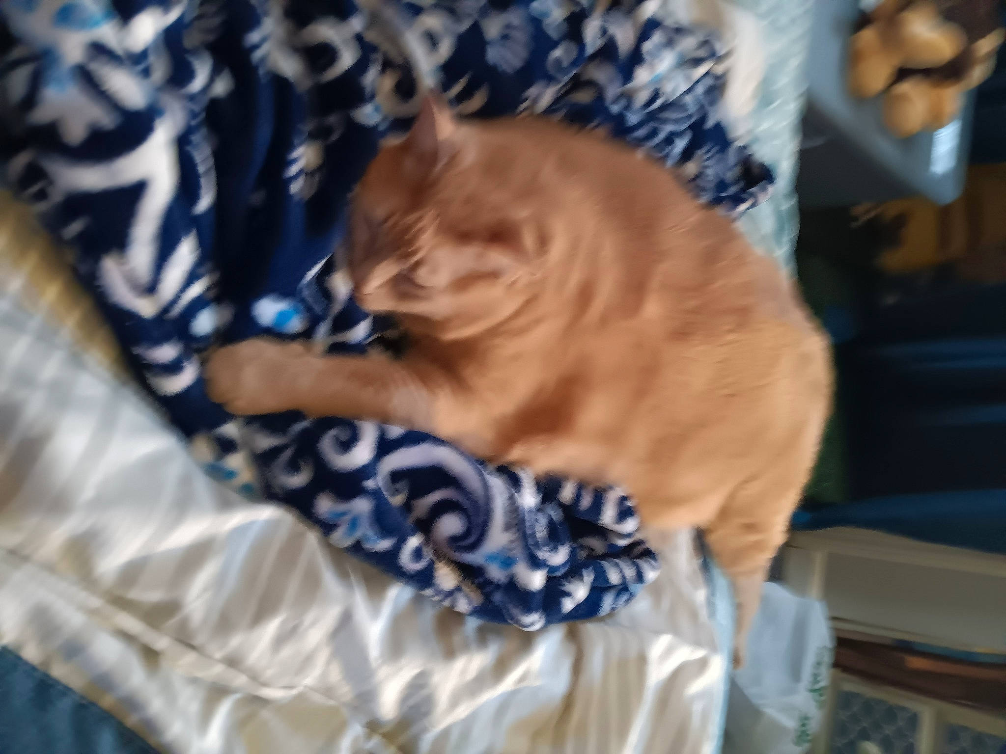 Bailey joined the competition — help win amazing prizes! canidae, carnivore, cat, comfort, companion_dog, domestic_short_haired_cat, electric_blue, fawn, felidae, fur, human_leg, linens, musical_instrument, nap, pattern, paw, small_to_medium_sized_cats, sporting_group, tail, whiskers