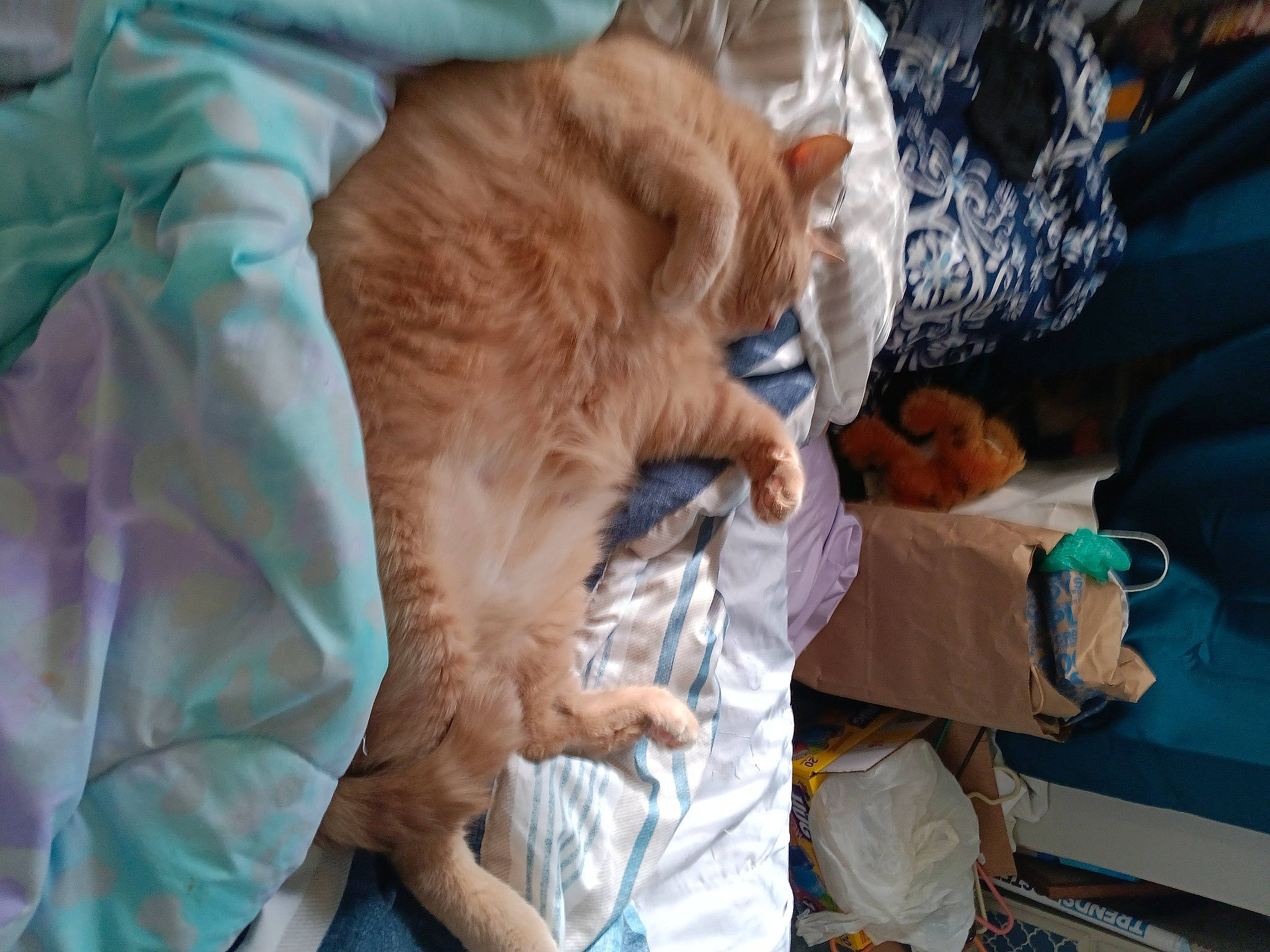 Bailey joined the competition — help win amazing prizes! canidae, carnivore, cat, comfort, companion_dog, dog_breed, fawn, felidae, fur, linens, nap, sleep, small_to_medium_sized_cats, sporting_group, tail, whiskers, wrinkle