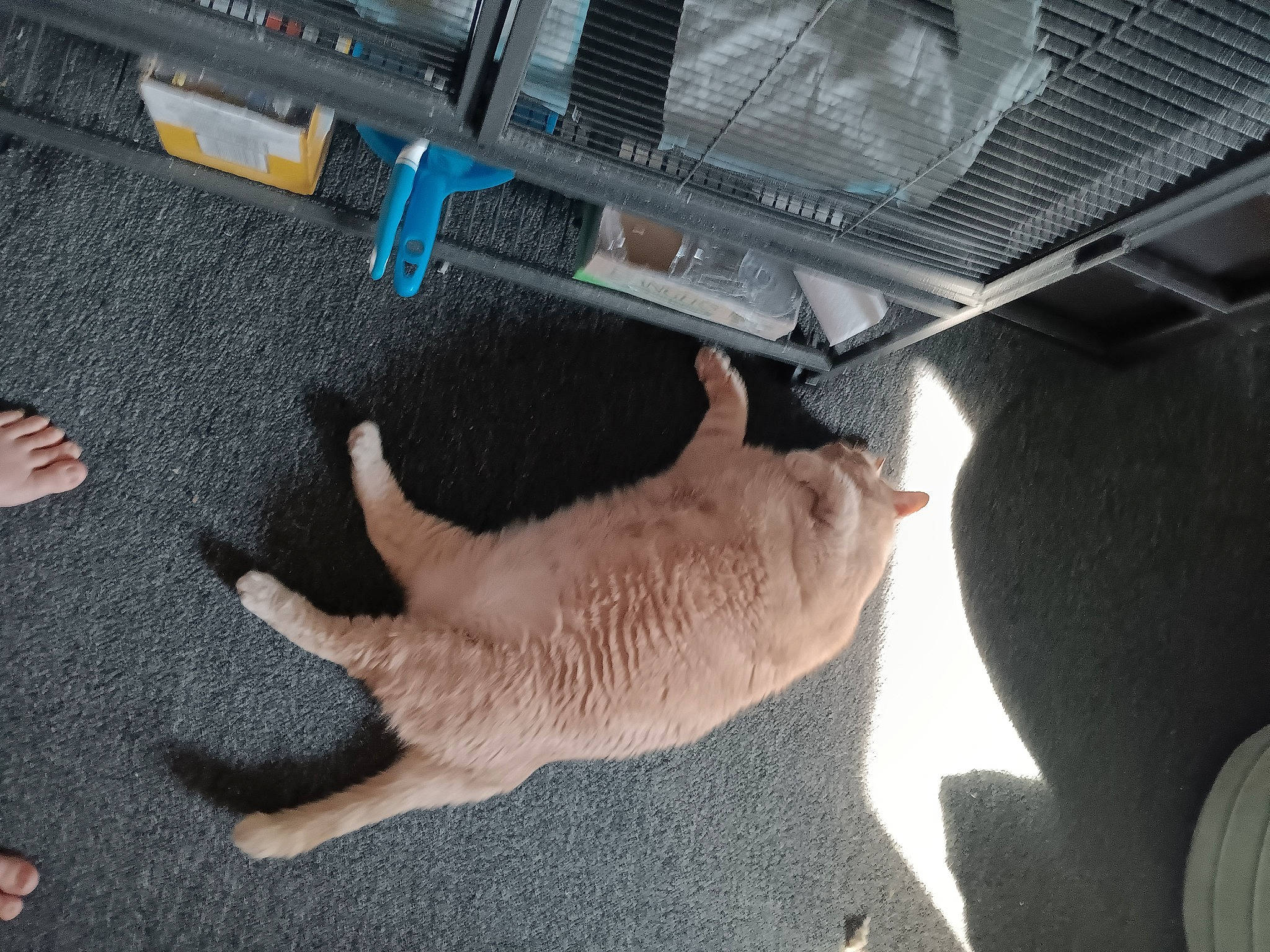 Bailey joined the competition — help win amazing prizes! canidae, carnivore, cat, claw, dog_breed, domestic_short_haired_cat, fawn, felidae, fish, foot, fur, gesture, hood, paw, small_to_medium_sized_cats, snout, sporting_group, tail, whiskers, windshield