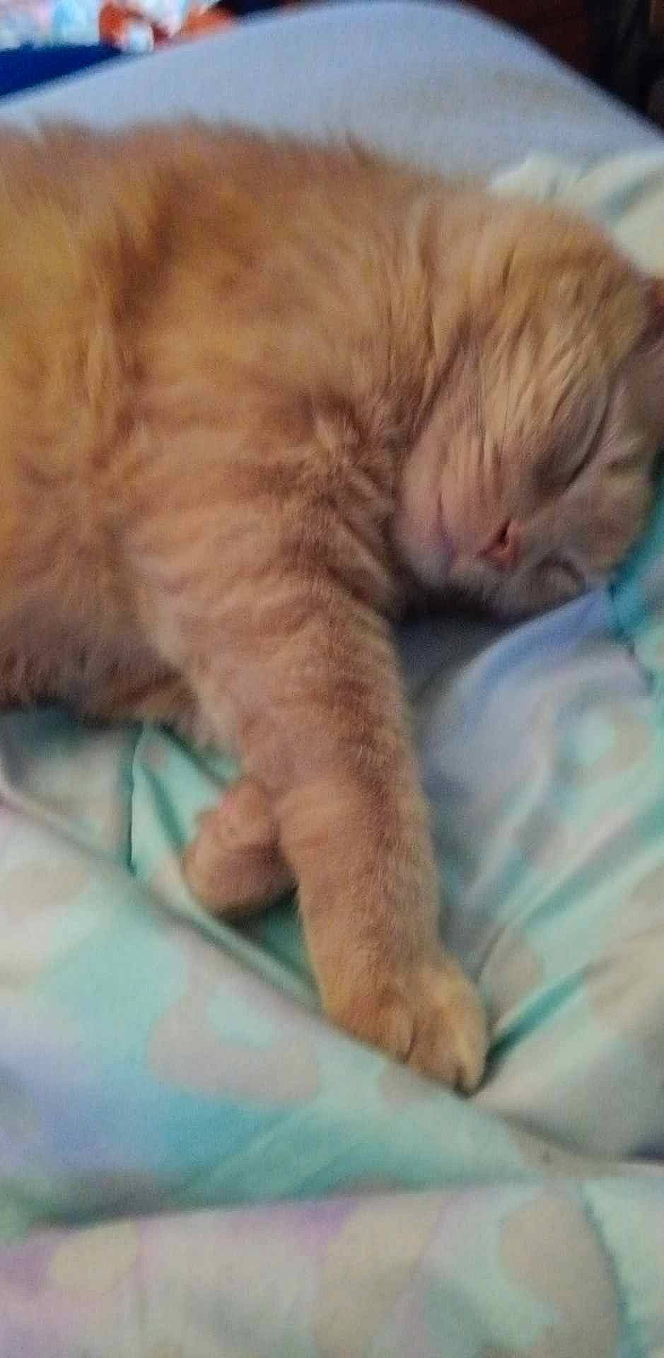 Bailey joined the competition — help win amazing prizes! carnivore, cat, cat_supply, claw, comfort, fawn, felidae, fur, nap, paw, sleep, small_to_medium_sized_cats, snout, terrestrial_animal, whiskers