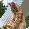 Whiskers is registered to the contest to win money with this photo: cat, orange_tabby, sitting, outdoor, column, sky, clouds, greenery, peaceful, fur, whiskers, paw, tail, building, architecture, daytime, nature, animal, pet, relaxed
