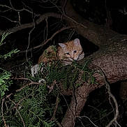 Whiskers is registered to the contest to win money with this photo: cat, tree, night, branches, leaves, animal, outdoor, wildlife, nature, perched, curious, feline, orange_cat, darkness, wood, twigs, forest, nighttime, pet, alert