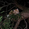 cat, tree, night, branches, leaves, animal, outdoor, wildlife, nature, perched, curious, feline, orange_cat, darkness, wood, twigs, forest, nighttime, pet, alert