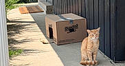 Whiskers is registered to the contest to win money with this photo: cat, orange_tabby, cardboard_box, porch, sunlight, shadow, plant, doorway, sidewalk, outdoor, pet, animal, quiet, sitting, feline, home, nature, daylight, resting, curious
