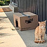 cat, orange_tabby, cardboard_box, porch, sunlight, shadow, plant, doorway, sidewalk, outdoor, pet, animal, quiet, sitting, feline, home, nature, daylight, resting, curious
