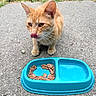 Whiskers joined the competition — help win amazing prizes! cat, orange_tabby, licking, food_bowl, wet_cat_food, concrete, outdoor, grass, pet, animal, feline, close_up, whiskers, ears, paws, feeding, cute, tabby, meal, blue_bowl