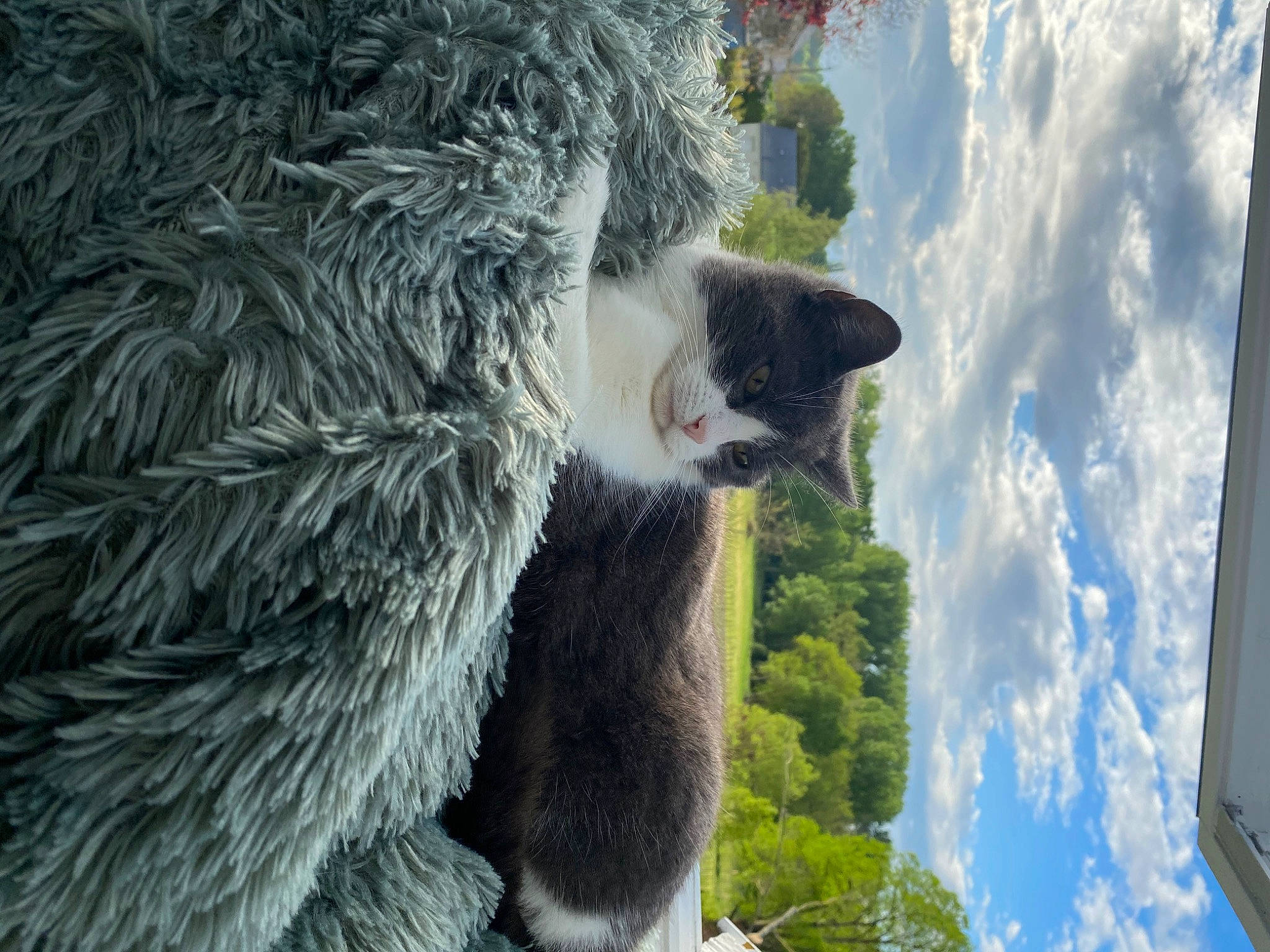 Poupinette a rejoint le concours — aidez-le/la à gagner de superbes lots ! canidae, carnivore, fur, photography, plant, snout, tree, wolf