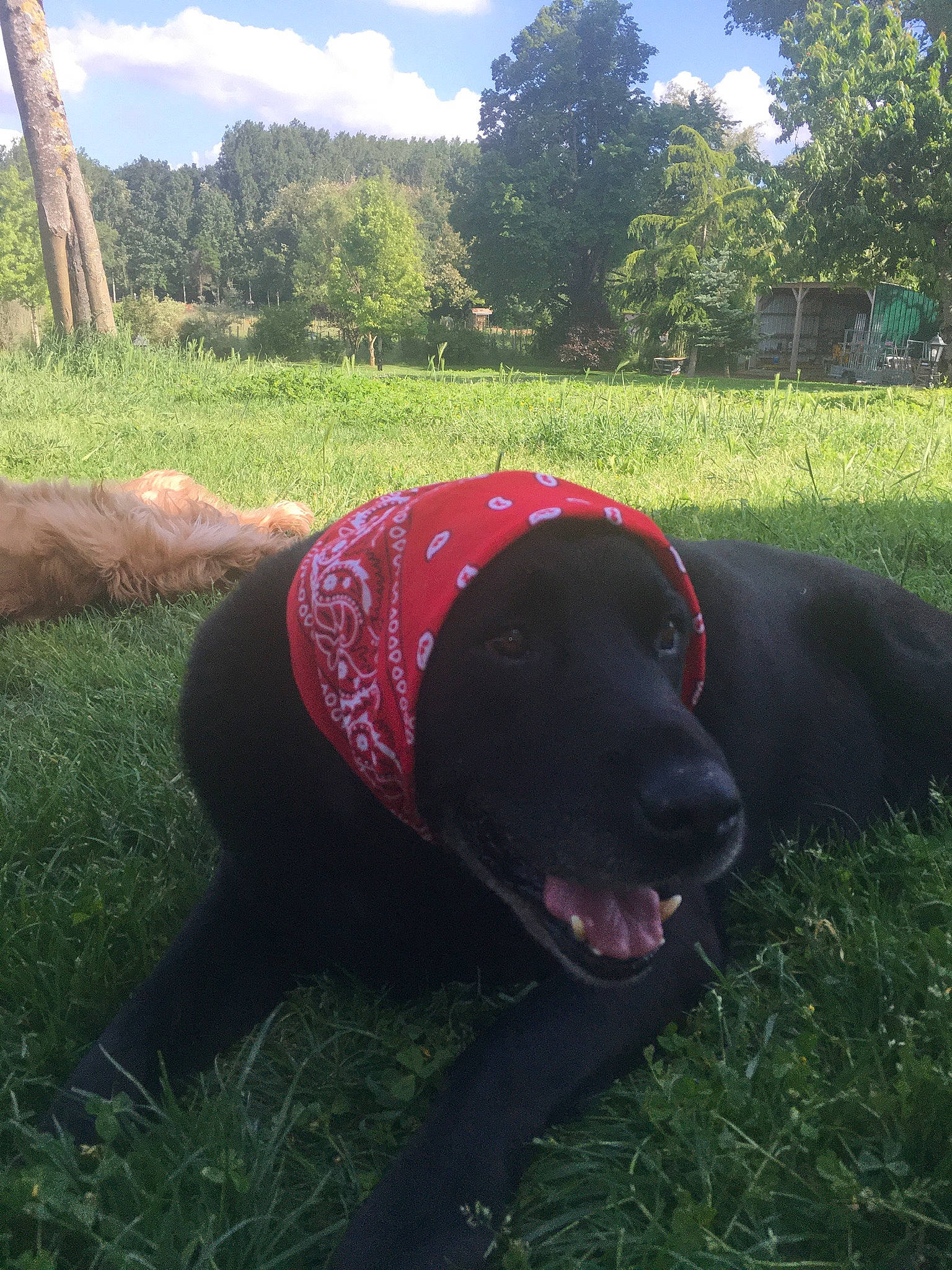 Junior participe au concours pour gagner de l'argent avec cette photo : canidae, carnivore, dog, dog_breed, grass, labrador_retriever, plant, snout, sporting_group