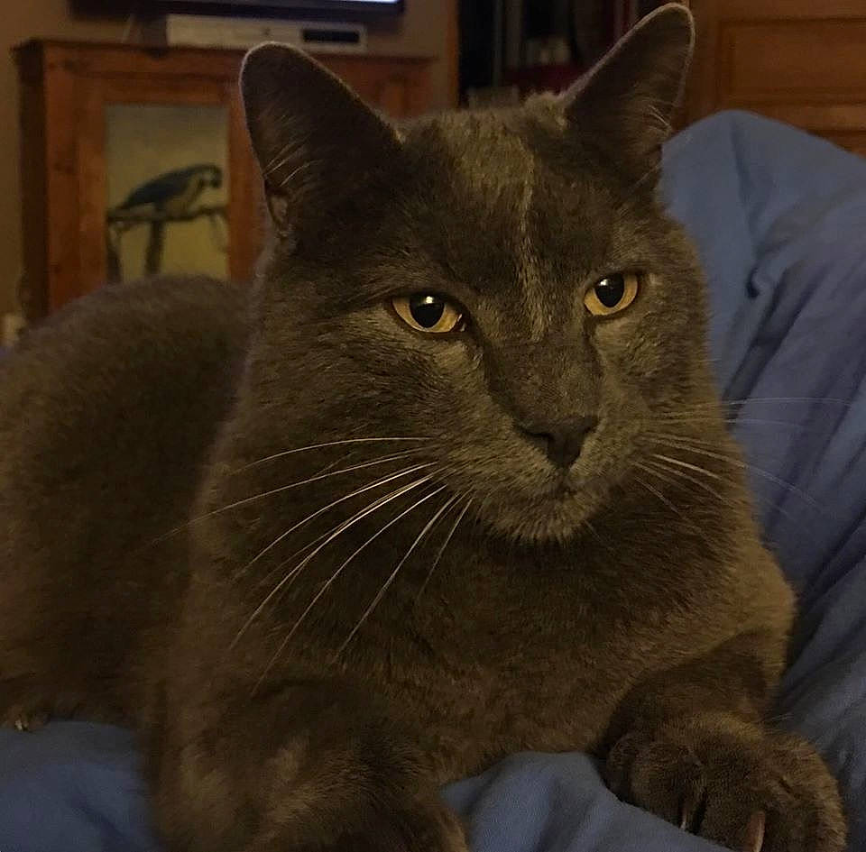 Georges participe au concours pour gagner de l'argent avec cette photo : asian, british_shorthair, burmese, carnivore, cat, chartreux, domestic_short_haired_cat, european_shorthair, felidae, fur, korat, mammal, nebelung, russian_blue, small_to_medium_sized_cats, snout, vertebrate, whiskers
