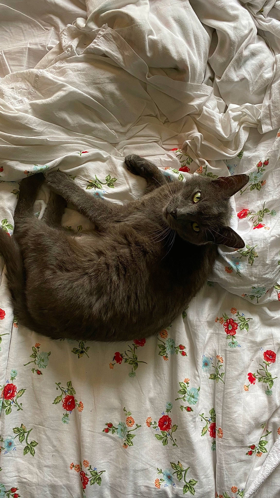 Georges a rejoint le concours — aidez-le/la à gagner de superbes lots ! carnivore, cat, chartreux, felidae, fur, korat, nebelung, russian_blue, small_to_medium_sized_cats, snout, whiskers