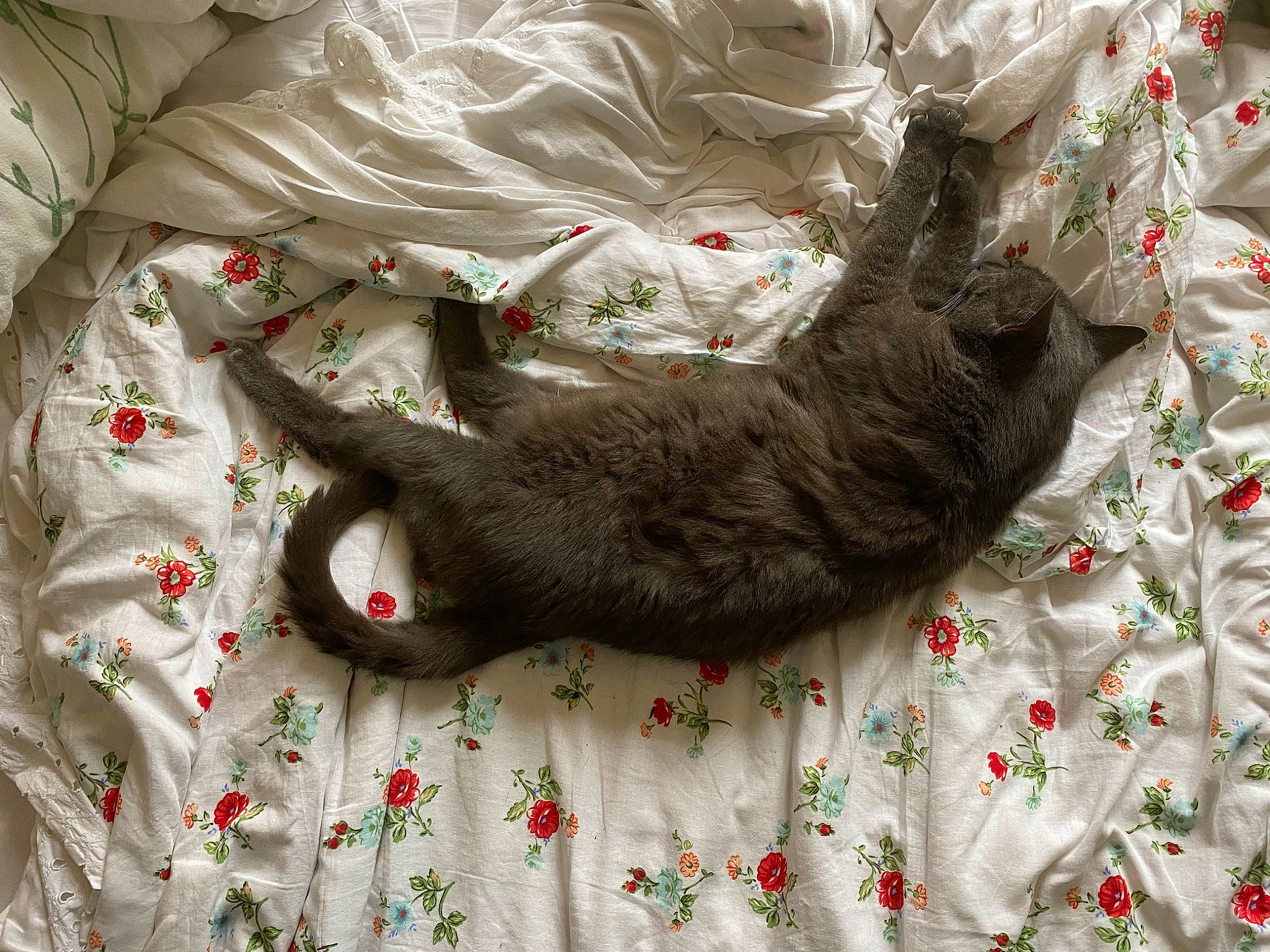 Georges participe au concours pour gagner de l'argent avec cette photo : asian, carnivore, cat, claw, felidae, fur, kitten, mustelidae, mustelinae, nebelung, russian_blue, small_to_medium_sized_cats, tail, whiskers