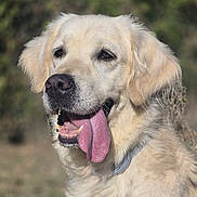 Olie participe au concours pour gagner de l'argent avec cette photo : dog, golden_retriever, pet, animal, portrait, closeup, fluffy, golden_fur, happy, smiling, open_mouth, tongue, teeth, nose, eyes, ears, collar, outdoor, nature, bokeh