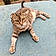 Minette