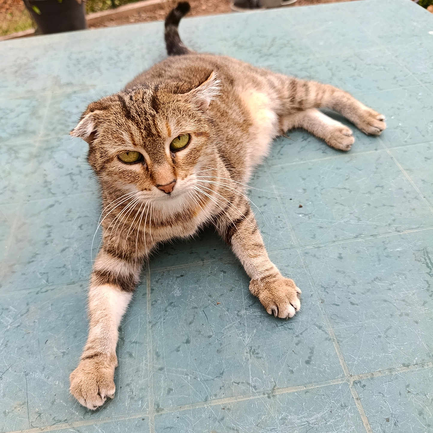 Minette