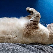 Una participe au concours pour gagner de l'argent avec cette photo : cat, feline, relaxed, lying_down, indoor, blue_couch, fluffy, pet, whiskers, fur, paw, sleeping, cozy, domestic_animal, resting, animal, closeup, side_view, soft, cute