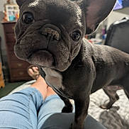 Little Bit is registered to the contest to win money with this photo: bed, black, close_up, curious, cute, dog, dresser, ears, eyes, face, french_bulldog, furniture, indoor, jeans, legs, person, pet, puppy, television, white_patch