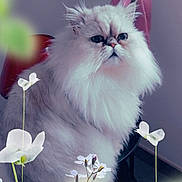 Yoda a rejoint le concours — aidez-le/la à gagner de superbes lots ! cat, fluffy, white, flowers, plant, indoor, portrait, feline, pet, closeup, soft_focus, nature, green, leaf, stem, animal, sitting, cute, domestic, background