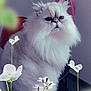 animal, background, cat, closeup, cute, domestic, feline, flowers, fluffy, green, indoor, leaf, nature, pet, plant, portrait, sitting, soft_focus, stem, white