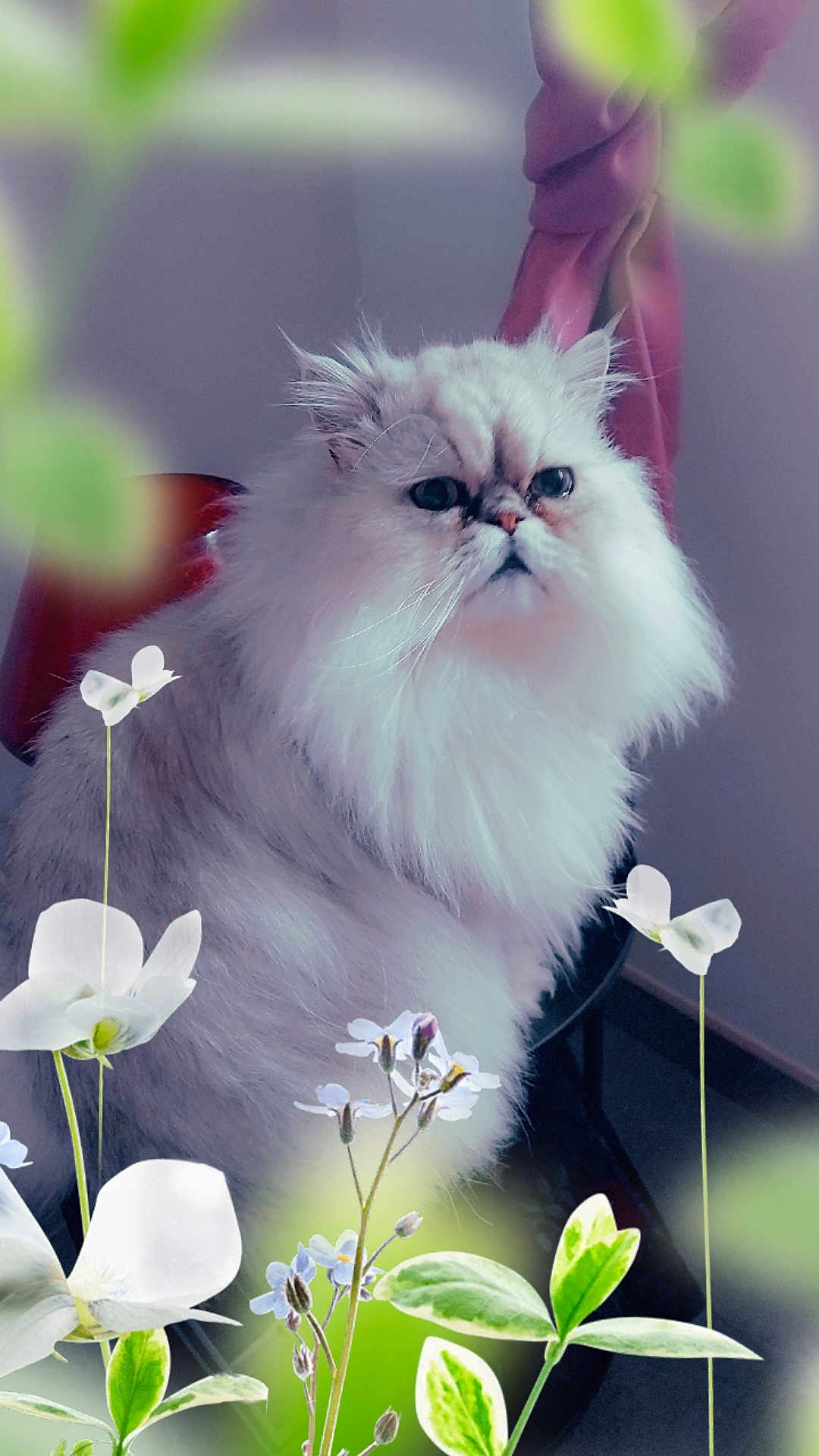 Yoda a rejoint le concours — aidez-le/la à gagner de superbes lots ! cat, fluffy, white, flowers, plant, indoor, portrait, feline, pet, closeup, soft_focus, nature, green, leaf, stem, animal, sitting, cute, domestic, background