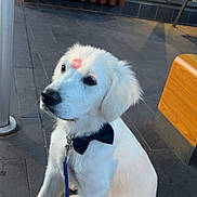 Arès a rejoint le concours — aidez-le/la à gagner de superbes lots ! dog, puppy, white_dog, bow_tie, leash, kiss_mark, pet, sitting, outdoor, floor_tiles, bench, metal_pole, sidewalk, cute, domestic_animal, young_dog, canine, animal, pet_accessory, portrait