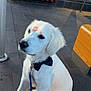 dog, puppy, white_dog, bow_tie, leash, kiss_mark, pet, sitting, outdoor, floor_tiles, bench, metal_pole, sidewalk, cute, domestic_animal, young_dog, canine, animal, pet_accessory, portrait