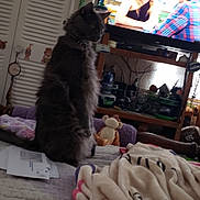 Smokey is registered to the contest to win money with this photo: cat, gray_cat, long_haired_cat, bed, blanket, television, tv_show, stuffed_toy, shelf, indoor, furniture, collar, closet_doors, beads, cables, plush, cozy, wall_art, people_on_tv, mobile_photo