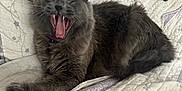 Smokey joined the competition — help win amazing prizes! cat, gray_cat, yawning, open_mouth, teeth, tongue, paw, fur, whiskers, collar, purple_collar, bed, quilt, blanket, pillow, indoor, pet, cozy, relaxed, bedroom