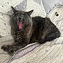 cat, gray_cat, yawning, open_mouth, teeth, tongue, paw, fur, whiskers, collar, purple_collar, bed, quilt, blanket, pillow, indoor, pet, cozy, relaxed, bedroom