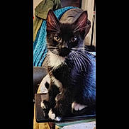 Sylvester joined the competition — help win amazing prizes! kitten, cat, black_and_white, whiskers, tablet, indoor, furniture, blanket, curious, pet, animal, closeup, sitting, domestic_cat, young, cute, fur, ears, paws, home