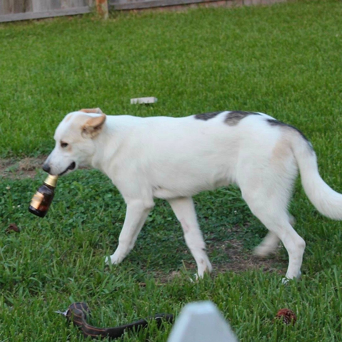 Grimm is registered to the contest to win money with this photo: canidae, carnivore, companion_dog, dog, dog_breed, dogo_guatemalteco, grass, mammal, rare_breed_dog, sporting_group, tail, vertebrate