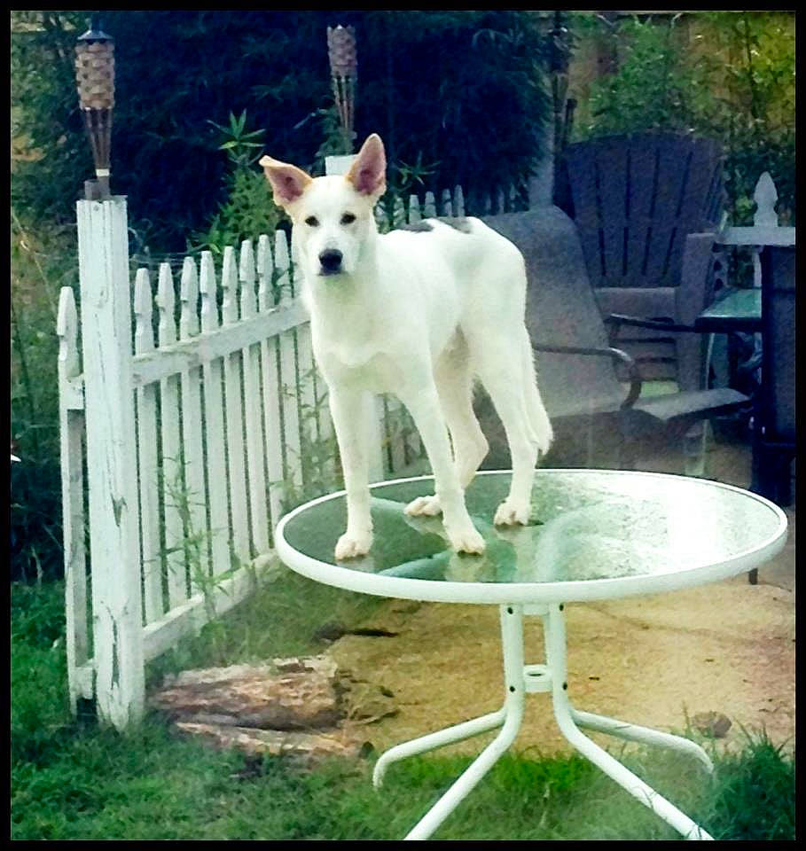 Grimm is registered to the contest to win money with this photo: berger_blanc_suisse, canaan_dog, canidae, carnivore, carolina_dog, companion_dog, dog, dog_breed, german_shepherd_dog, herding_dog, kishu, korean_jindo_dog, mammal, norwegian_buhund, photo_caption, square, tail, vertebrate, white_shepherd