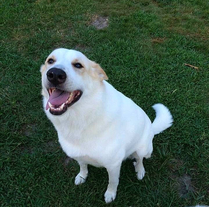 Grimm is registered to the contest to win money with this photo: ancient_dog_breeds, canidae, carnivore, companion_dog, dog, dog_breed, grass, great_pyrenees, labrador_retriever, mammal, rare_breed_dog, snout, sporting_group, vertebrate