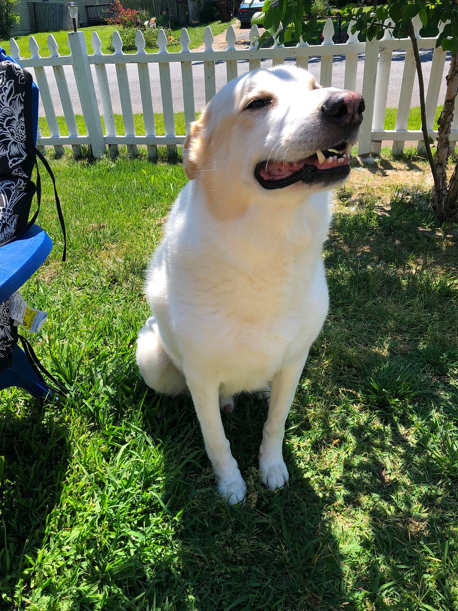 Grimm is registered to the contest to win money with this photo: akbash_dog, canidae, carnivore, companion_dog, dog, dog_breed, fawn, grass, great_pyrenees, labrador_retriever, livestock_guardian_dog, mammal, pungsan_dog, retriever, sporting_group, vertebrate