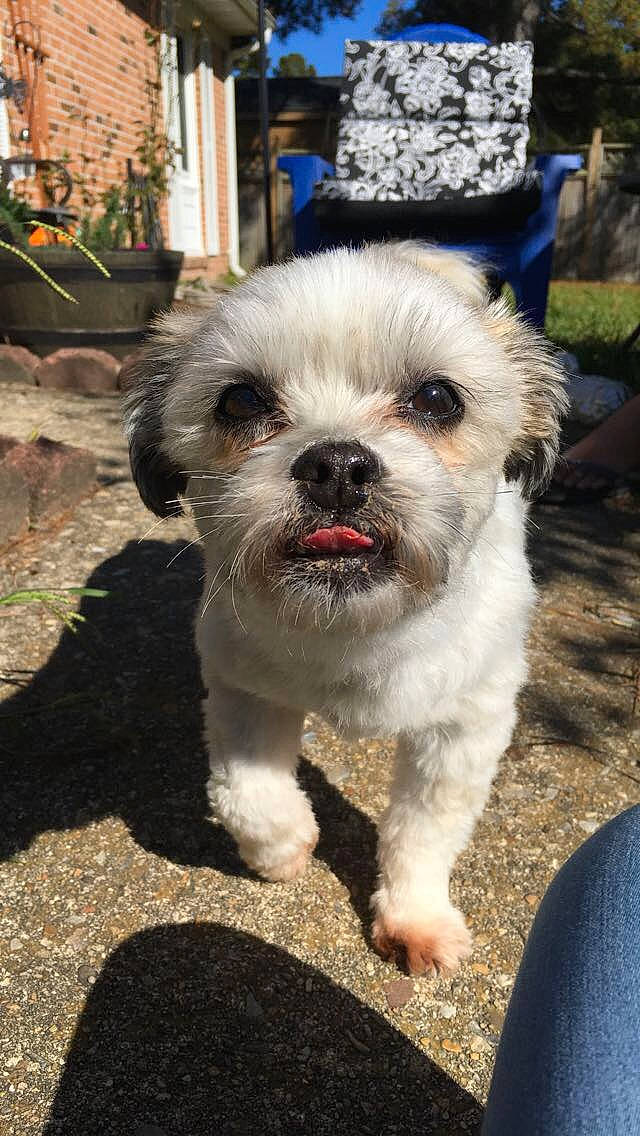 Sina Beana is registered to the contest to win money with this photo: canidae, carnivore, chinese_imperial_dog, companion_dog, dog, dog_breed, kyi_leo, mal_shi, maltepoo, maltese, mammal, morkie, poodle_crossbreed, puppy, schnoodle, shih_poo, shih_tzu, snout, sporting_lucas_terrier, vertebrate