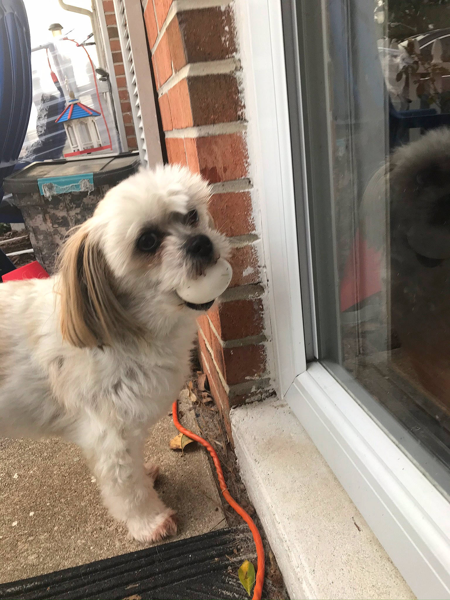 Sina Beana joined the competition — help win amazing prizes! canidae, carnivore, chinese_imperial_dog, companion_dog, dog, dog_breed, havanese, home, lhasa_apso, lowchen, mal_shi, maltepoo, maltese, mammal, non_sporting_group, puppy, shih_tzu, snout, sporting_group, toy_dog