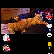 Trump joined the competition — help win amazing prizes! cat, orange_cat, fluffy, lounging, couch, blanket, indoor, wooden_wall, relaxed, pet, feline, fur, animal, resting, cozy, home, domestic, cute, sleepy, comfort