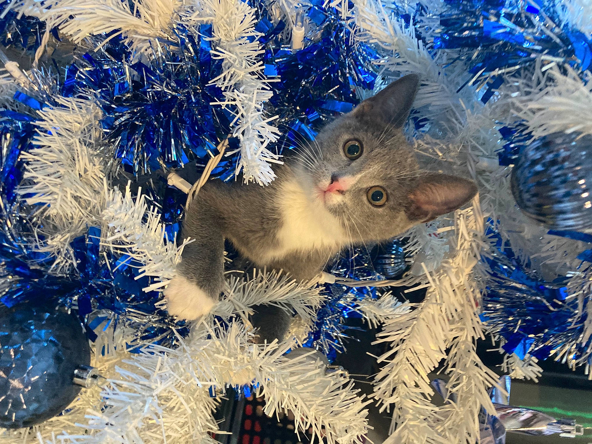 Marco is registered to the contest to win money with this photo: branch, christmas, christmas_decoration, christmas_eve, christmas_ornament, christmas_tree, conifer, electric_blue, event, evergreen, holiday, holiday_ornament, organism, ornament, plant, terrestrial_plant, tree, twig, vegetation, whiskers