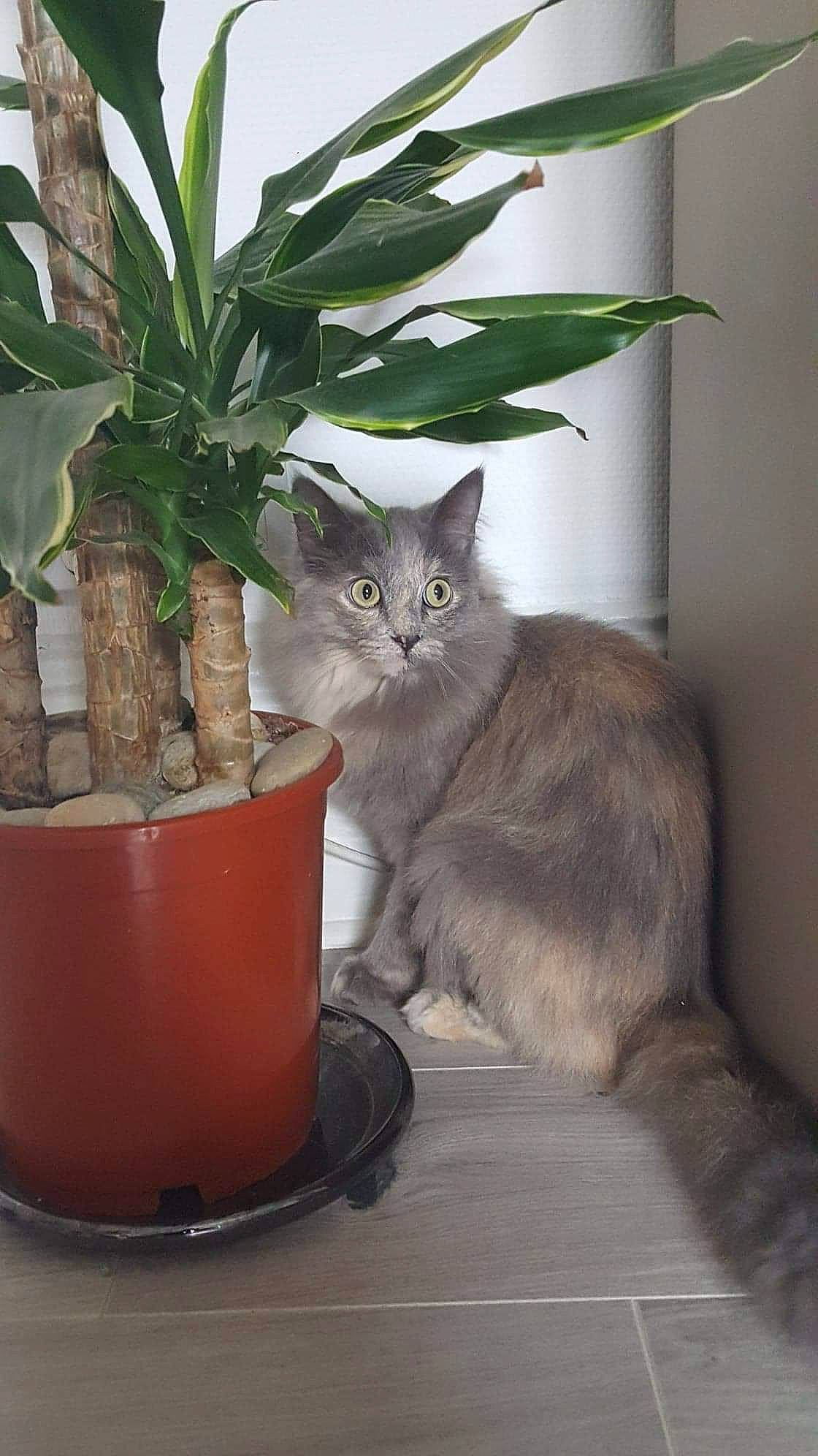 Happy a rejoint le concours — aidez-le/la à gagner de superbes lots ! carnivore, cat, domestic_long_haired_cat, domestic_short_haired_cat, european_shorthair, fawn, felidae, flower, flowerpot, houseplant, korat, maine_coon, nebelung, plant, ragamuffin, small_to_medium_sized_cats, whiskers