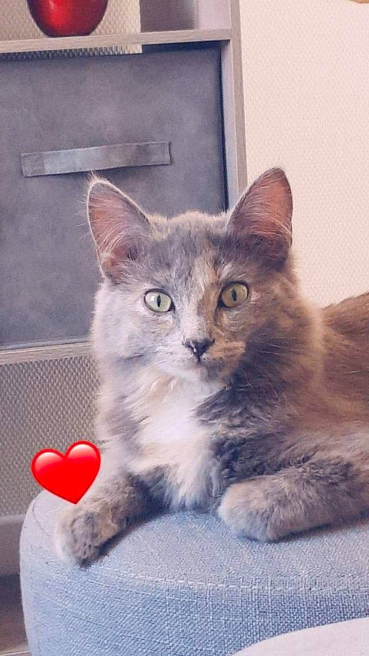 Happy participe au concours pour gagner de l'argent avec cette photo : asian, carnivore, cat, domestic_long_haired_cat, domestic_short_haired_cat, european_shorthair, felidae, kitten, maine_coon, mammal, nebelung, norwegian_forest_cat, ojos_azules, ragamuffin, ragdoll, siberian, small_to_medium_sized_cats, tabby_cat, vertebrate, whiskers