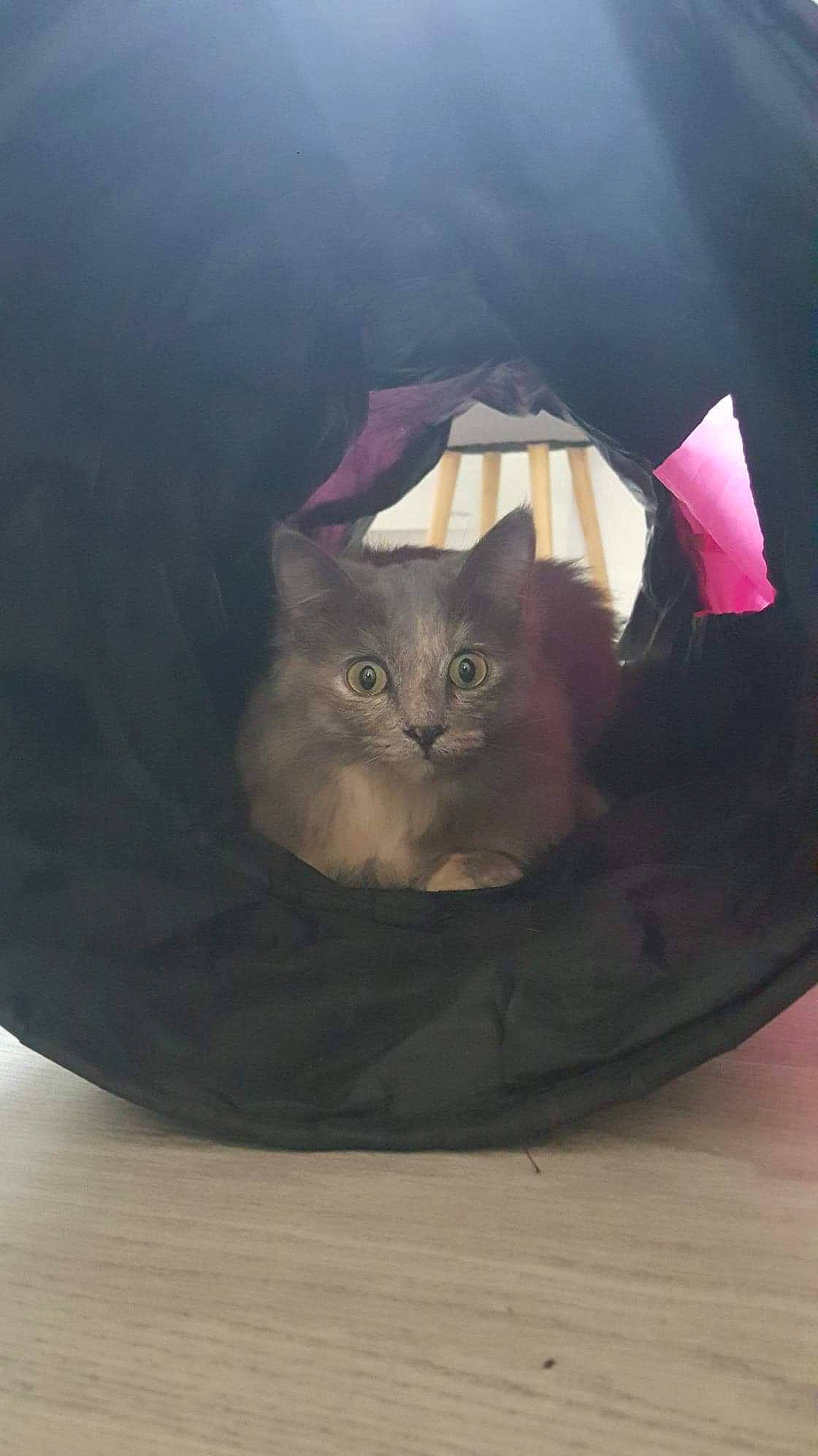 Happy a rejoint le concours — aidez-le/la à gagner de superbes lots ! british_longhair, british_semi_longhair, british_shorthair, carnivore, cat, cat_supply, chartreux, domestic_short_haired_cat, eye, fawn, felidae, fur, kitten, korat, magenta, nebelung, norwegian_forest_cat, persian, small_to_medium_sized_cats, whiskers