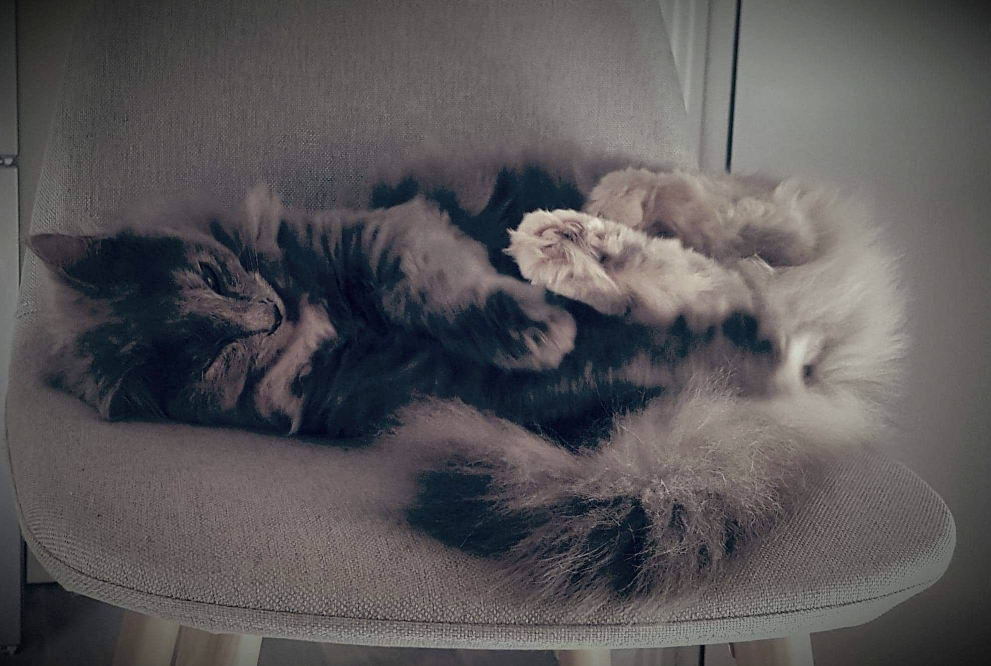 Happy a rejoint le concours — aidez-le/la à gagner de superbes lots ! british_longhair, cat, domestic_long_haired_cat, felidae, fur, kitten, nap, norwegian_forest_cat, paw, polydactyl_cat, small_to_medium_sized_cats, tail, whiskers