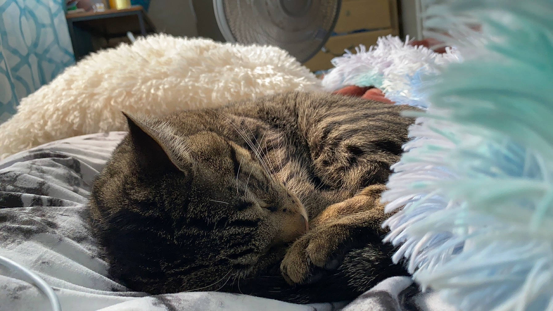 Hunter is registered to the contest to win money with this photo: carnivore, cat, cat_bed, claw, comfort, domestic_short_haired_cat, felidae, fur, grey, nap, paw, sleep, small_to_medium_sized_cats, snout, tail, whiskers