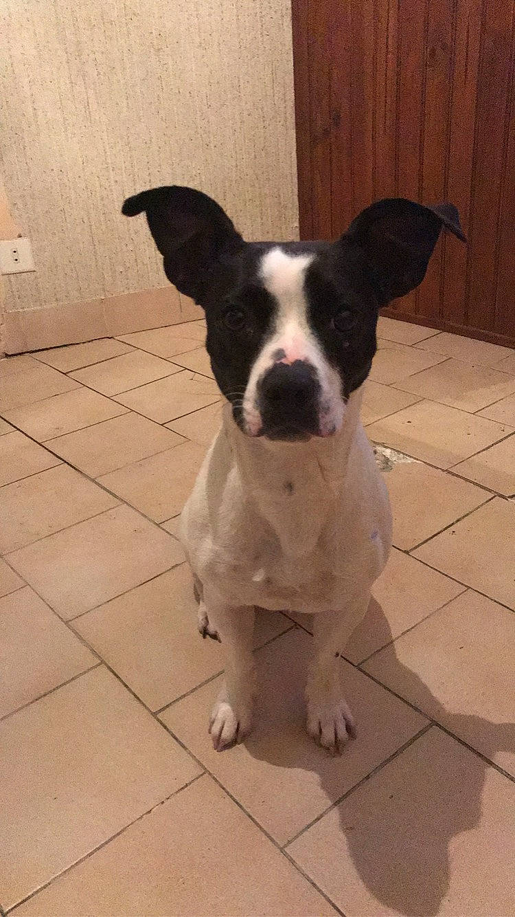 Ophé a rejoint le concours — aidez-le/la à gagner de superbes lots ! american_pit_bull_terrier, canidae, carnivore, dog, dog_breed, fawn, feist, mammal, non_sporting_group, nose, pit_bull, ratonero_bodeguero_andaluz, snout, sporting_group, tail, vertebrate